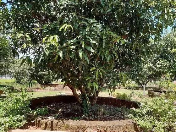 Aranya Kutir Resort