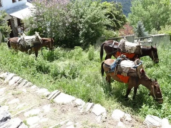 Archontiko Koilia - Dış Mekan