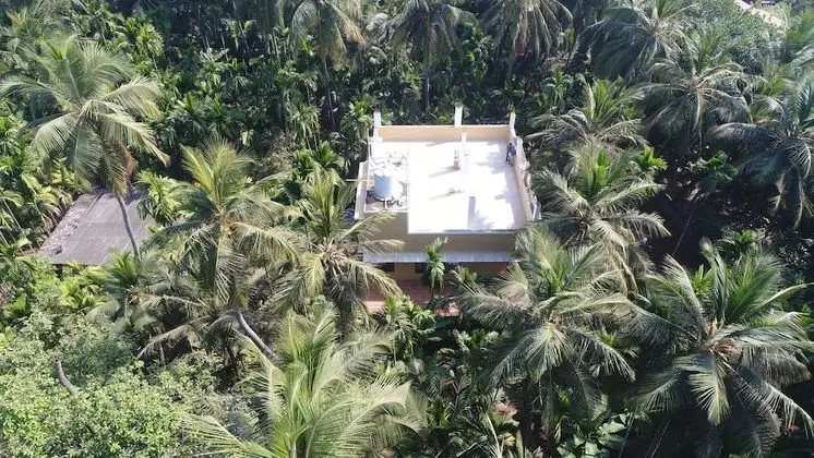 Areca Palms