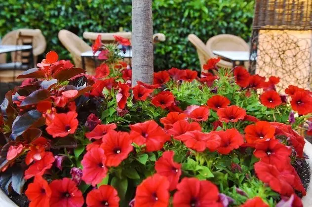 Armata Boutique Hotel - Dış Mekan