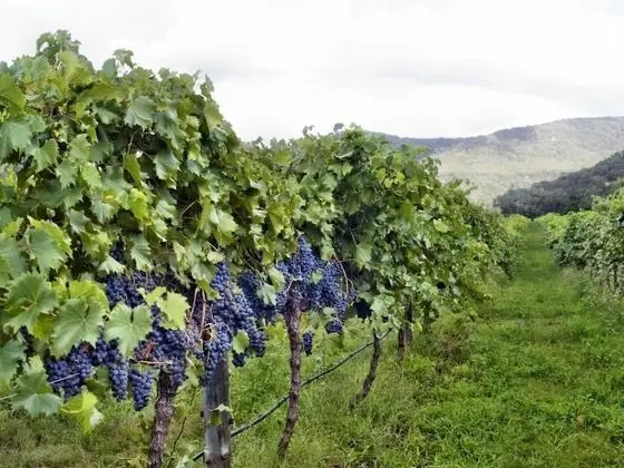 Ascella Organic Wine - Dış Mekan