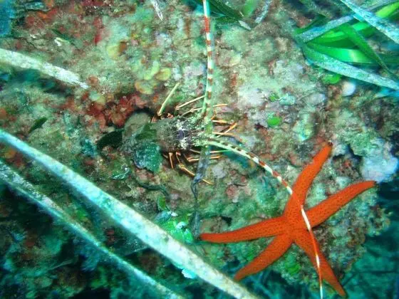 Hotel Villa Asfodeli