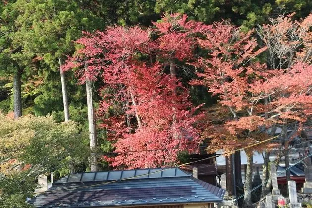 Atarashiya Ryokan - Dorogawa-onsen Hot Spring - Dış Mekan