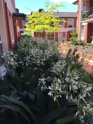 Australian Home Away at Box Hill 2 Bedroom - Lobi