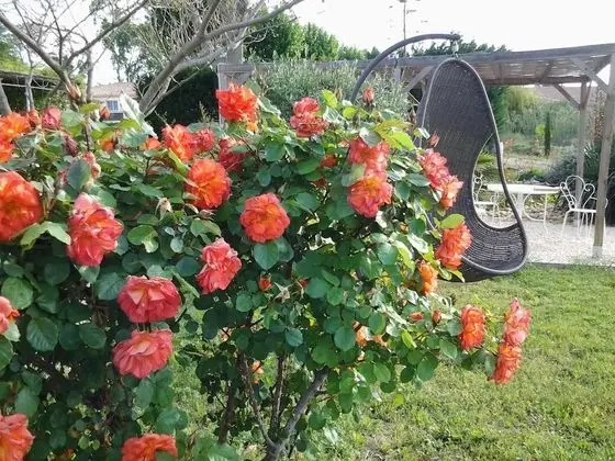 Aux Roses de l'Etang