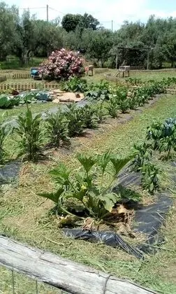 Azienda Agricola Biologica Petrignanum - Dış Mekan