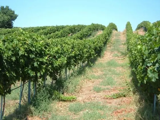 Azienda Agricola Sinisi - Dış Mekan