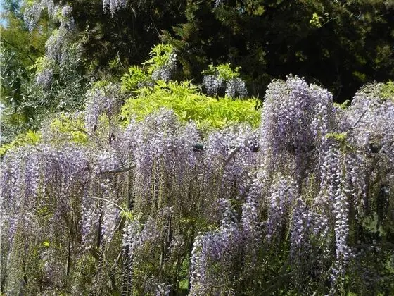 Azienda Agrituristica Le Betulle - Dış Mekan