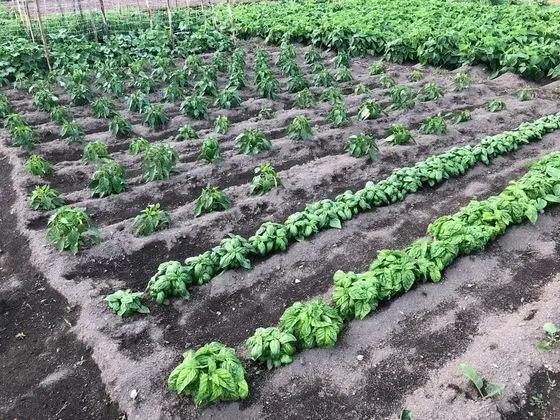 B&B Il Giardino di Nonno Agostino - Dış Mekan