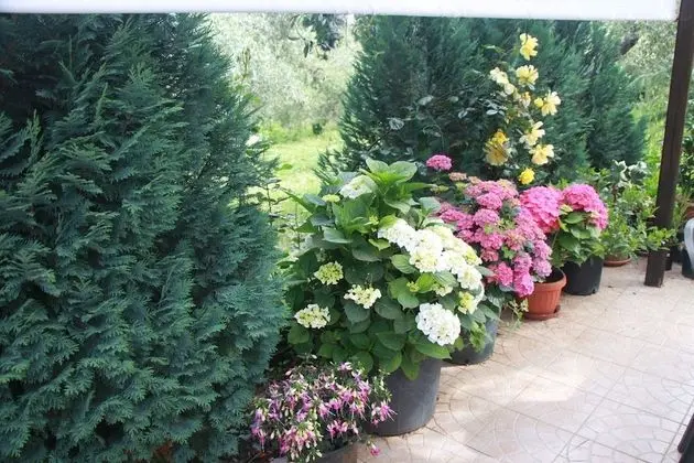 B&B La Terrazza Di Frascati - Dış Mekan