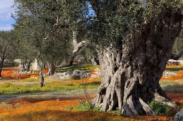 B&B Residenza Celeste - Dış Mekan