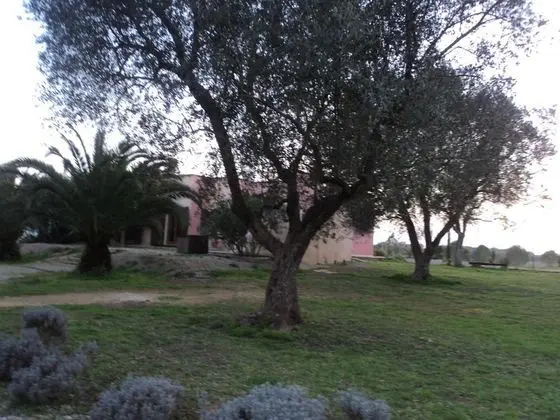 B&B Ulivi d'Argento - Dış Mekan