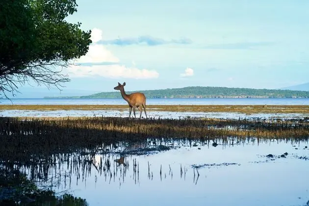 Bajul  Eco Lodge By Plataran