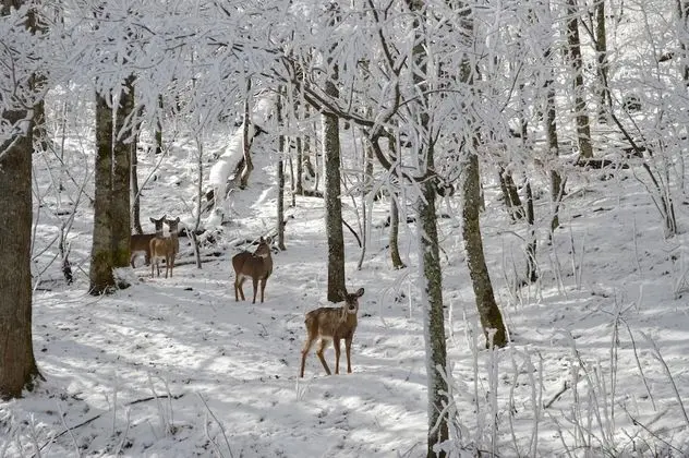 Bald Mountain House Inn at the Wolf Laurel Resort - Dış Mekan