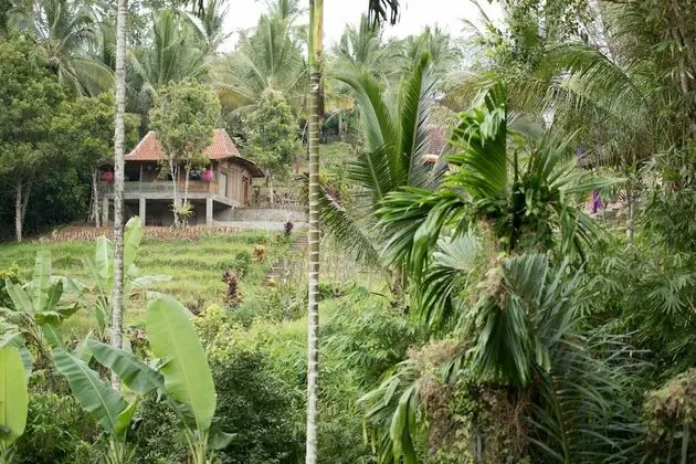 Bali Lush - Oda