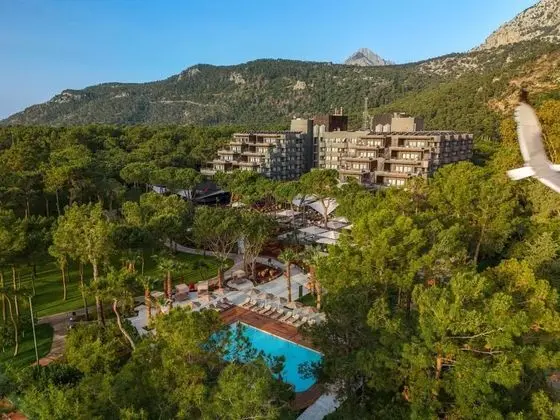 Balmy ForestaFotoğrafı