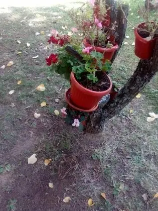 Balneo Hotel Roza - Dış Mekan