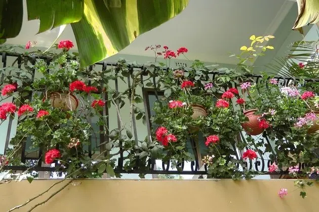 Banana House - Hostel