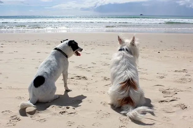 Beachcomber Seafront PET Friendly Cottage - Plaj