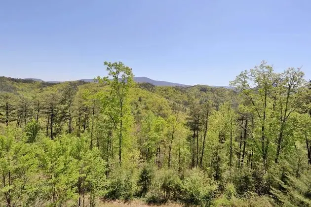 BearADise in the Smokies - Two Bedroom Cabin - Dış Mekan