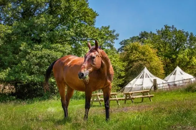 Beautiful 1-bed Star Gazing Bell Tent Loughborough - Genel