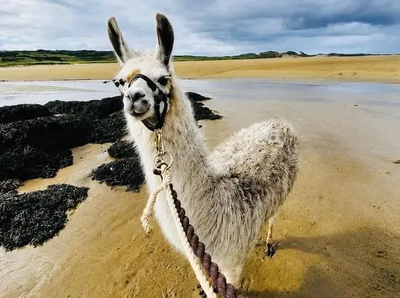 The Beautiful Lazy Llama Shepherd Hut Farm Stay - Genel