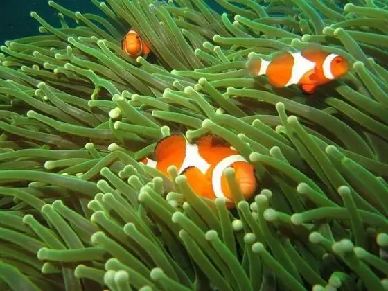 Bentrina Diving Resort - Dış Mekan