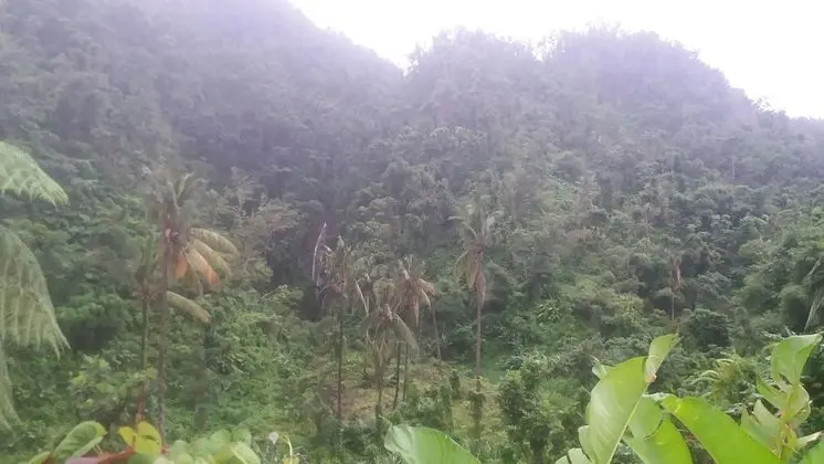 Berkey's Jungle Paradise