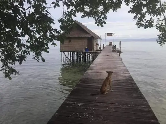 Best Rajaampat Homestay - Dış Mekan