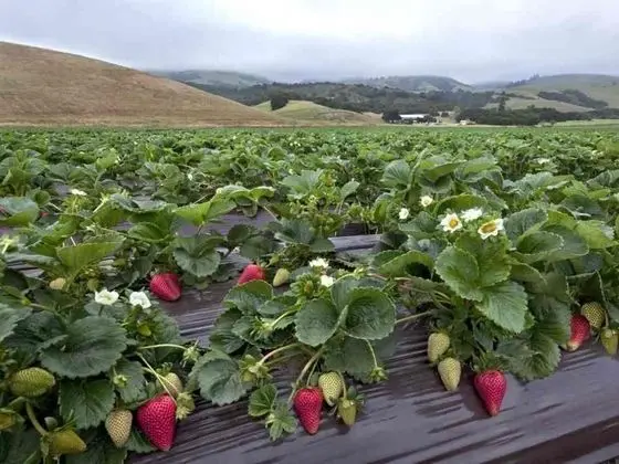 Best Western Rose Garden Inn