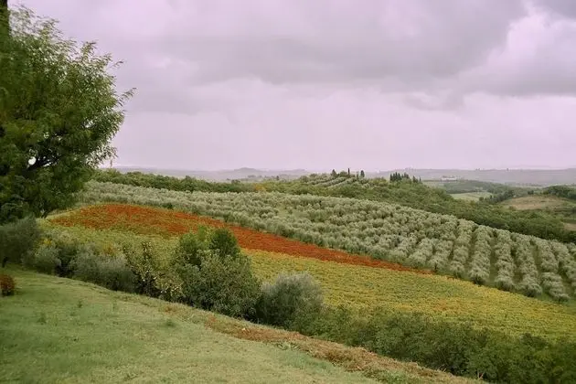 Bibbiano - Il Fico