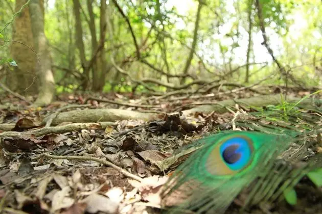 Big Game - Wilpattu by Eco Team - Dış Mekan