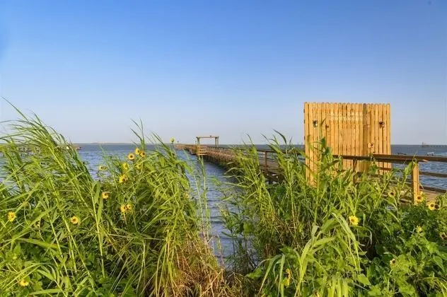 Big Tree Cottages - Yellow Warbler A