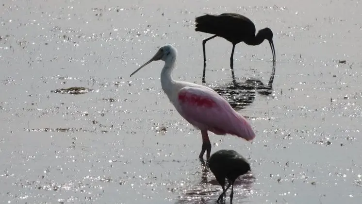 Birds I View - The Villas C4 - Plaj