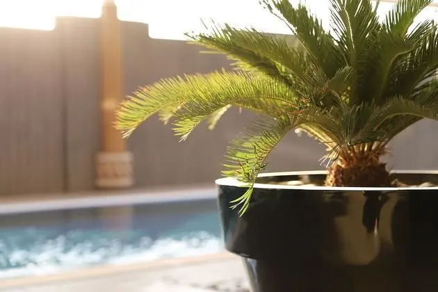 Bliss Hotel Al Ahsa - Havuz