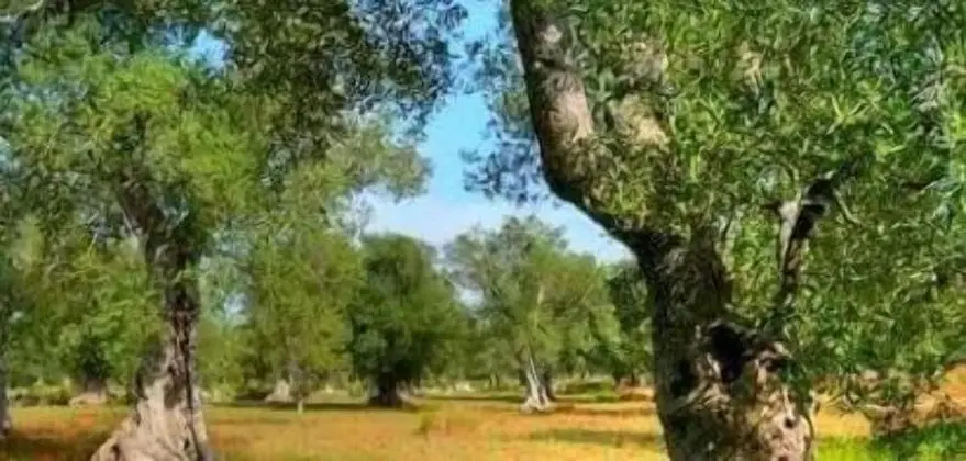 BlueSky alloggi - Dış Mekan