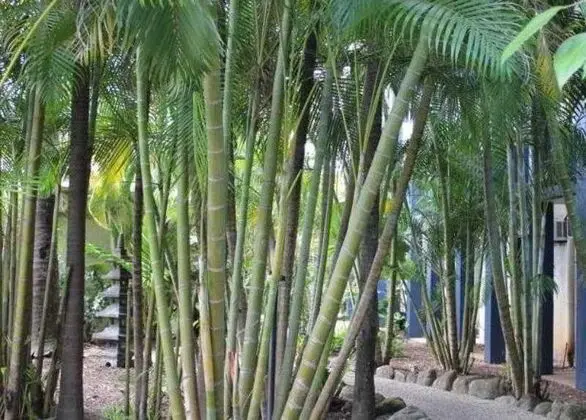 Bohemia Resort Cairns