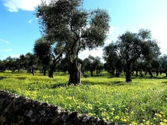 Borgo degli Ulivi - Dış Mekan