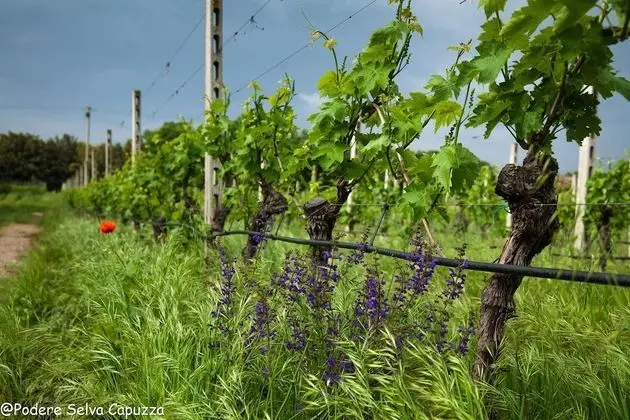 Borgo San Donino - Selva Capuzza - Dış Mekan