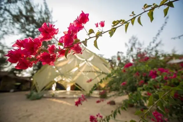Bougainvileapatnem