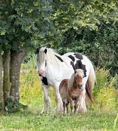 Brampton Dales Farm B&B - Dış Mekan