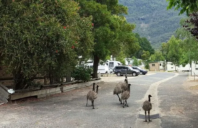 Breeze Holiday Parks - Halls Gap - Dış Mekan