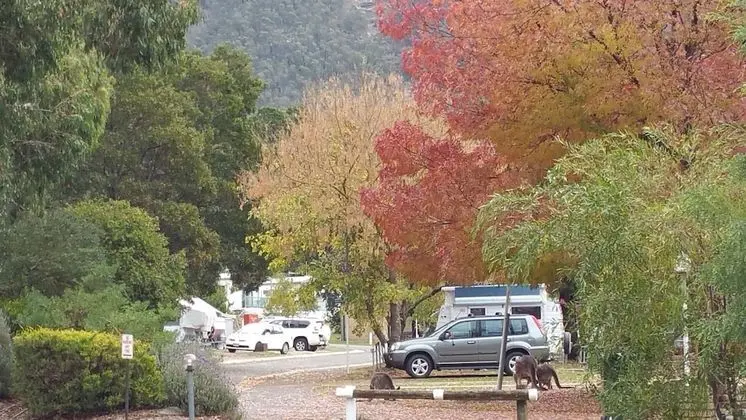 Breeze Holiday Parks - Halls Gap - Lobi
