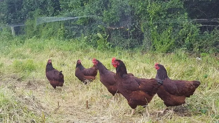 Brookvale Bed & Breakfast - Dış Mekan
