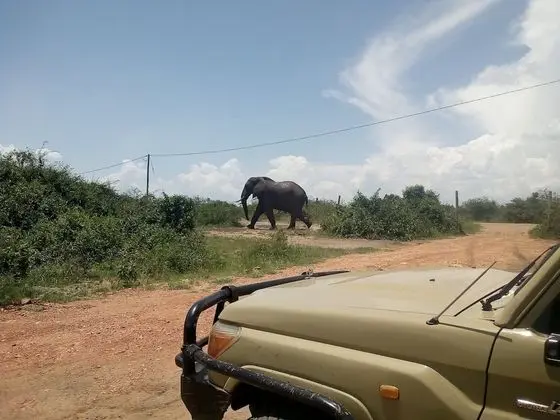 Buffalo Safari Lodge - Dış Mekan