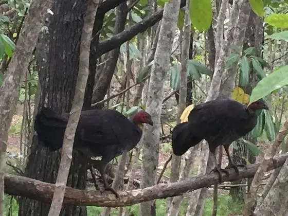 Byron Bay Rainforest Resort - Dış Mekan