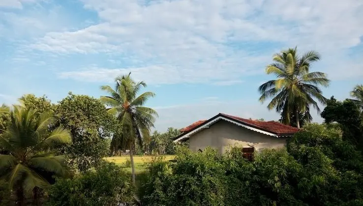 Cacao