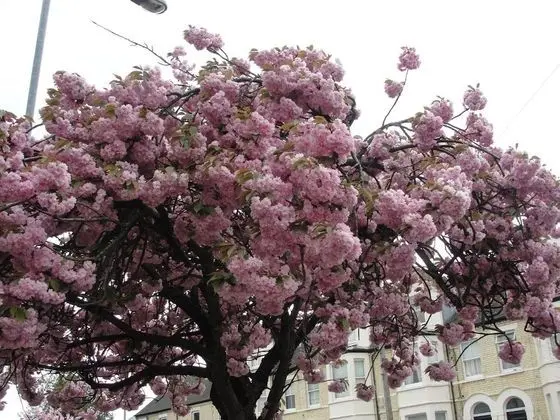 Cambridge Bed and Breakfast - Dış Mekan