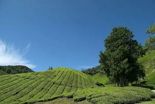 Cameron Highlands Resort - Dış Mekan