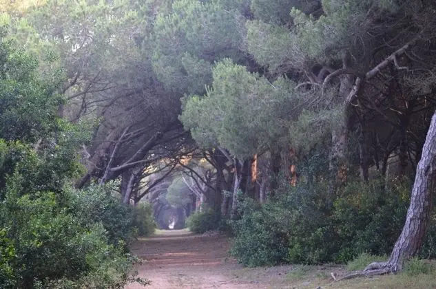 Camping Village Parco della Gallinara - Dış Mekan